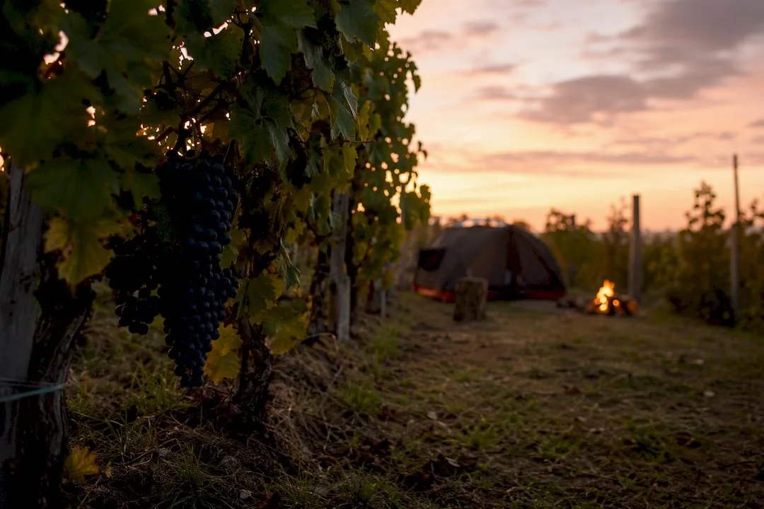 Tent pitched next to a vineyard in the evening light