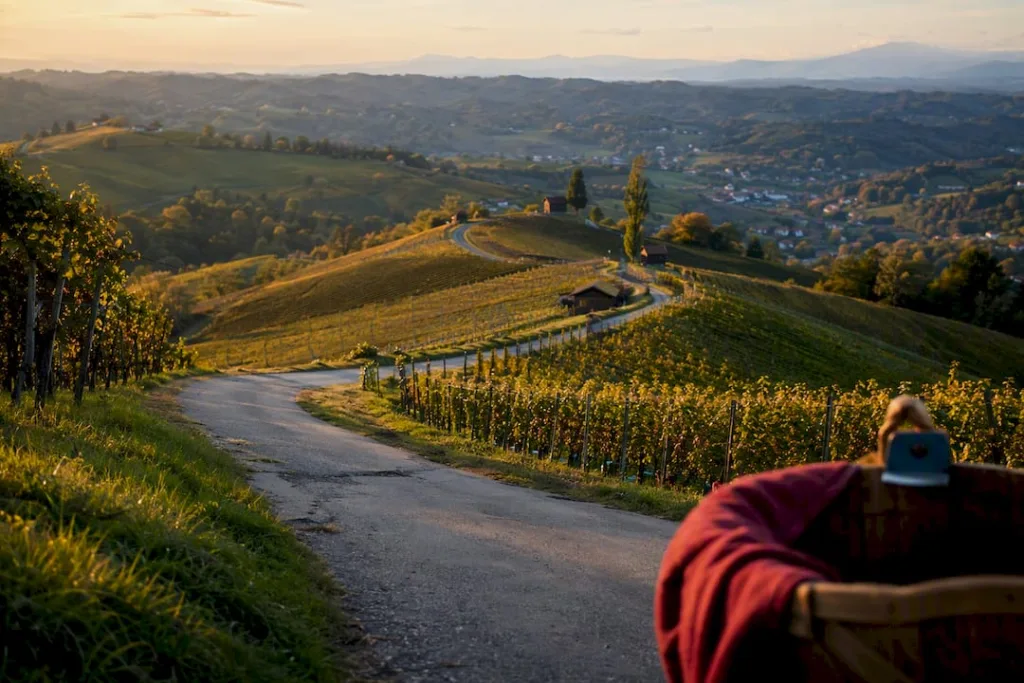 Cesta, ki se vije med vinogradi v štajerski pokrajini