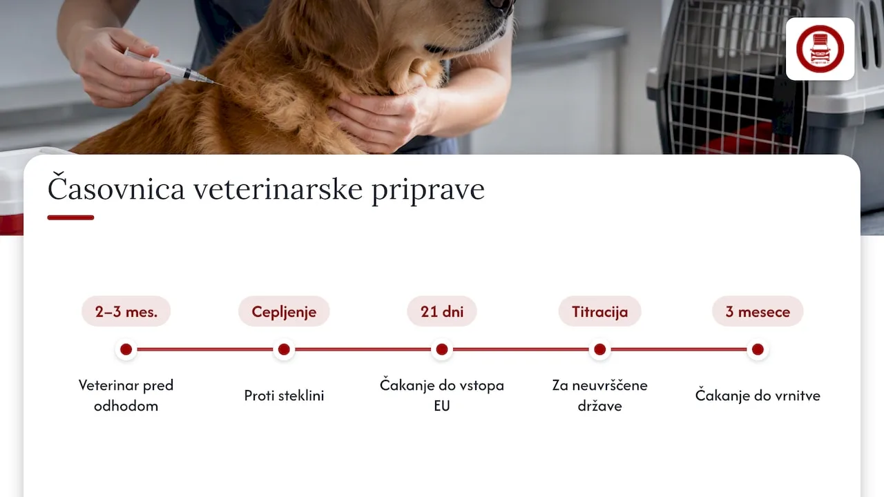 Timeline for dog vaccination and testing before travelling